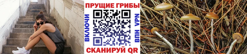 Купить где  Иланский  Галлюциногенные грибы MAGIC MUSHROOMS 